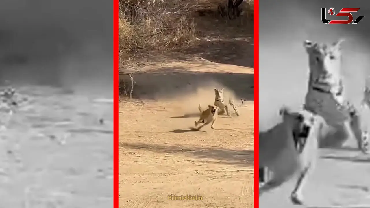 فیلم لحظه تعقیب سگ توسط جگوار