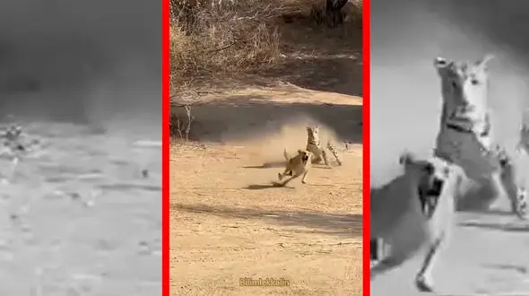 فیلم لحظه تعقیب سگ توسط جگوار