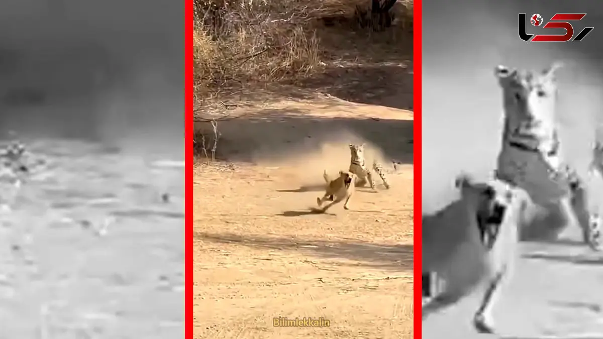 فیلم لحظه تعقیب سگ توسط جگوار