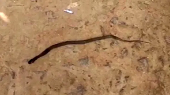 حمله مار سمی جان کودک را گرفت / در بالش دختر کوچولو بود + عکس 