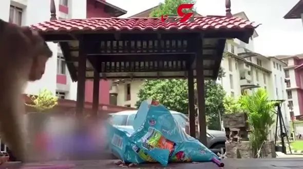 حمله وحشیانه میمون بازیگوش به سلفی دختران + فیلم