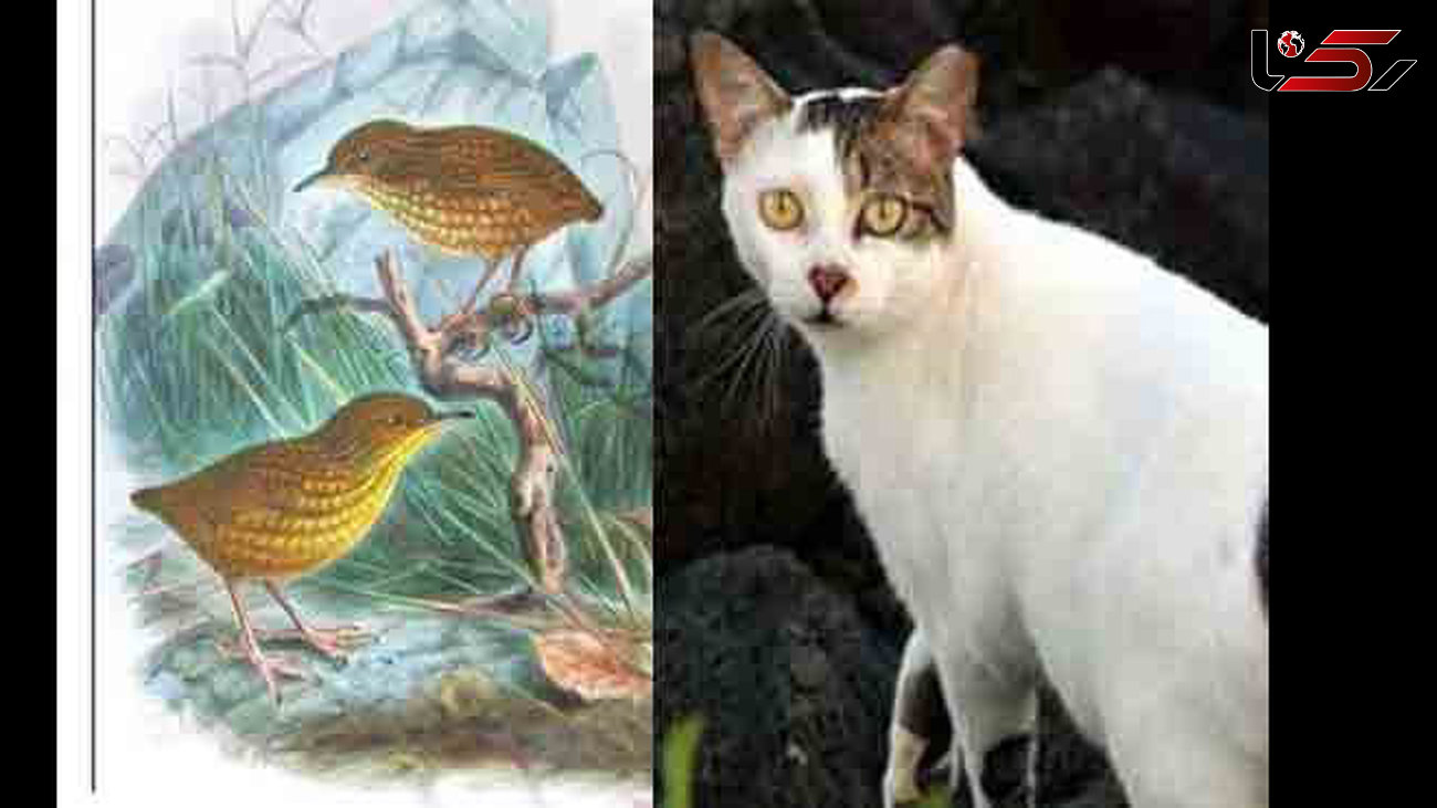  گربه ای که به تنهایی نسل پرنده ای را منقرض کرد! +عکس