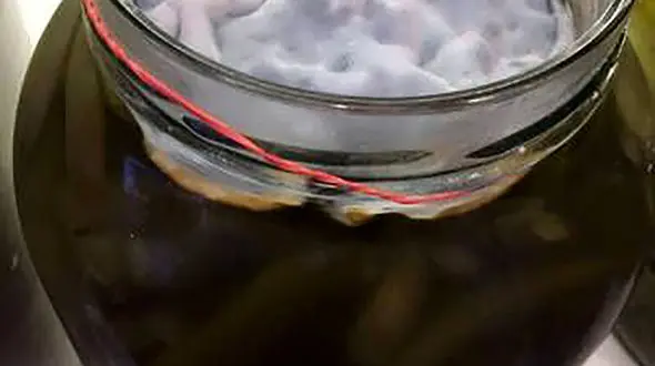 9 عامل موثر در کپک زدن خیارشور + راهکار جلوگیری 