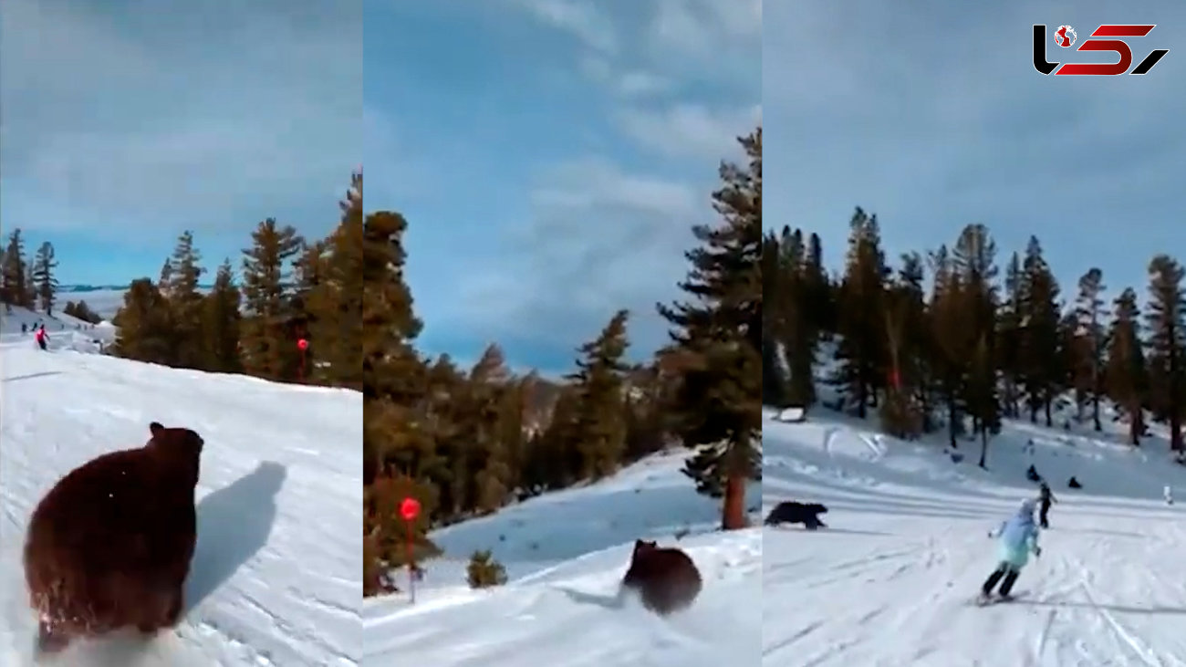 ببینید / خرس تاهو در حال پرسه زدن در نزدیکی مسیر اسکی + فیلم 
