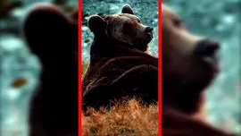 فیلم نگاه جذاب خرس قهوه‌ای به دوربین