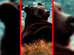 فیلم نگاه جذاب خرس قهوه‌ای به دوربین