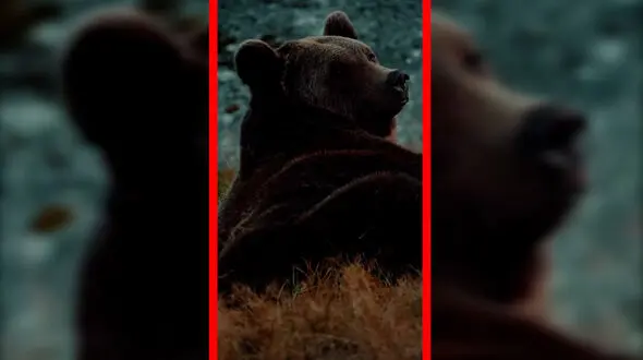 فیلم نگاه جذاب خرس قهوه‌ای به دوربین