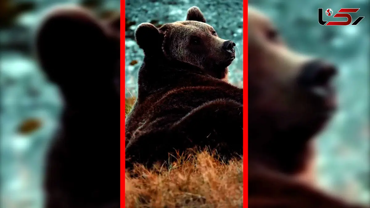 فیلم نگاه جذاب خرس قهوه‌ای به دوربین