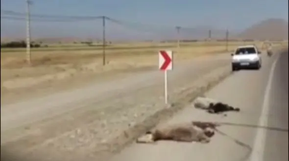 فیلم تلف شدن 8 گوسفند در سانحه رانندگی/ در درگز رخ داد