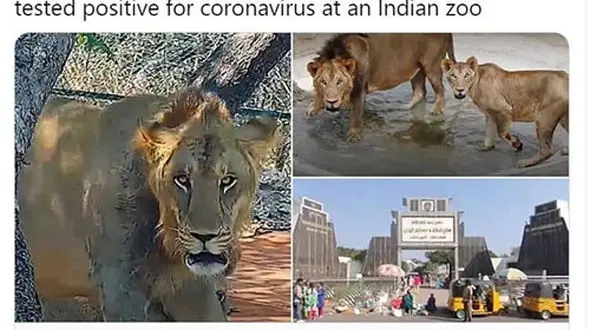 مرگ شیر هندی با کرونا