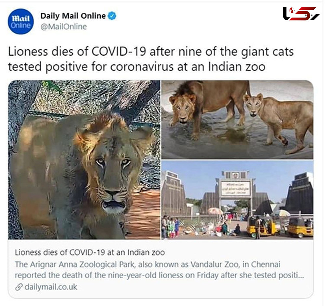 مرگ شیر هندی با کرونا