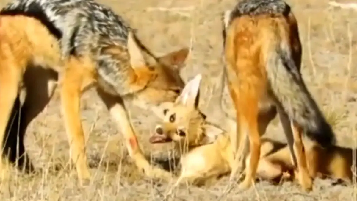 فیلم دو شغال در حال شکار و کشتن روباه