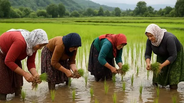 طلای شالیزار بر دوش زنانِ بی‌حق/ زنان شالیکار: بدون بیمه، بدون حقوق مشخص، بدون دفاع!