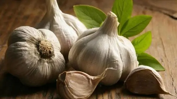 روش مرگبار نگهداری سیر که باید همین حالا از آن اجتناب کنید!