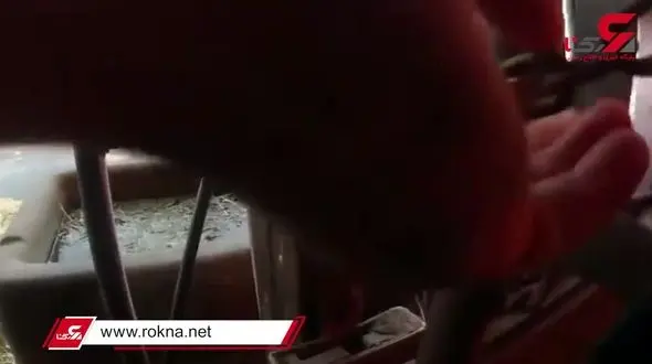 فیلم عملیات نجات 3 گاو که در آتش سوزی گرفتار شده بودند