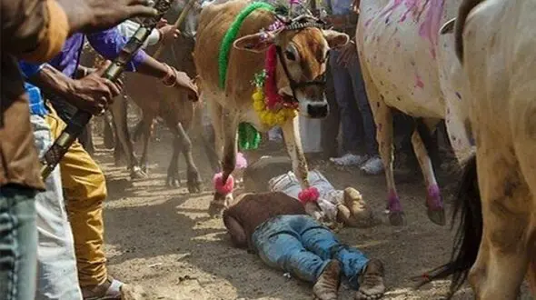 فیلم وحشتناک از لگدمال شدن زنان و مردان زیر پای گاوهای سنگین