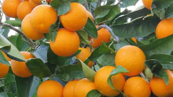 مرادی: واردات پرتقال مصری مربوط رانت‌خواری عده‌ای خاص است
