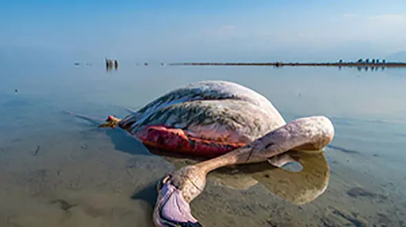 دفن 17 هزار پرنده تنها بخاطر یک دعوا / کوخه شکارچیان را تخریب کردند آنها سم ریختند + فیلم