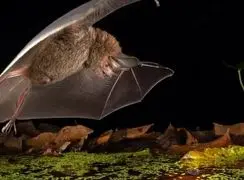 این شکارچی کوچکتر از کف دست است اما از شیر خطرناک‌ تر!