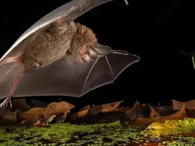 این شکارچی کوچکتر از کف دست است اما از شیر خطرناک‌ تر!