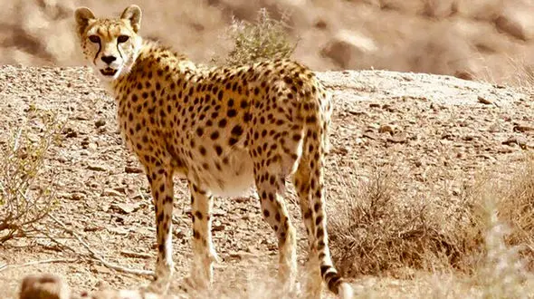  فیلمی بی نظیر از مشاهده یوز ایرانی/ نخستین زادآوری مستند یوزپلنگ آسیایی در میاندشت پس از یک دهه/ مشاهد یوز ماده و  4 توله در خراسان شمالی