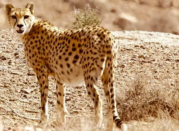  فیلمی بی نظیر از مشاهده یوز ایرانی/ نخستین زادآوری مستند یوزپلنگ آسیایی در میاندشت پس از یک دهه/ مشاهد یوز ماده و  4 توله در خراسان شمالی