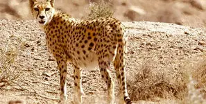  فیلمی بی نظیر از مشاهده یوز ایرانی/ نخستین زادآوری مستند یوزپلنگ آسیایی در میاندشت پس از یک دهه/ مشاهد یوز ماده و  4 توله در خراسان شمالی