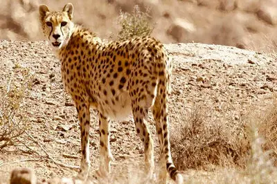  فیلمی بی نظیر از مشاهده یوز ایرانی/ نخستین زادآوری مستند یوزپلنگ آسیایی در میاندشت پس از یک دهه/ مشاهد یوز ماده و  4 توله در خراسان شمالی