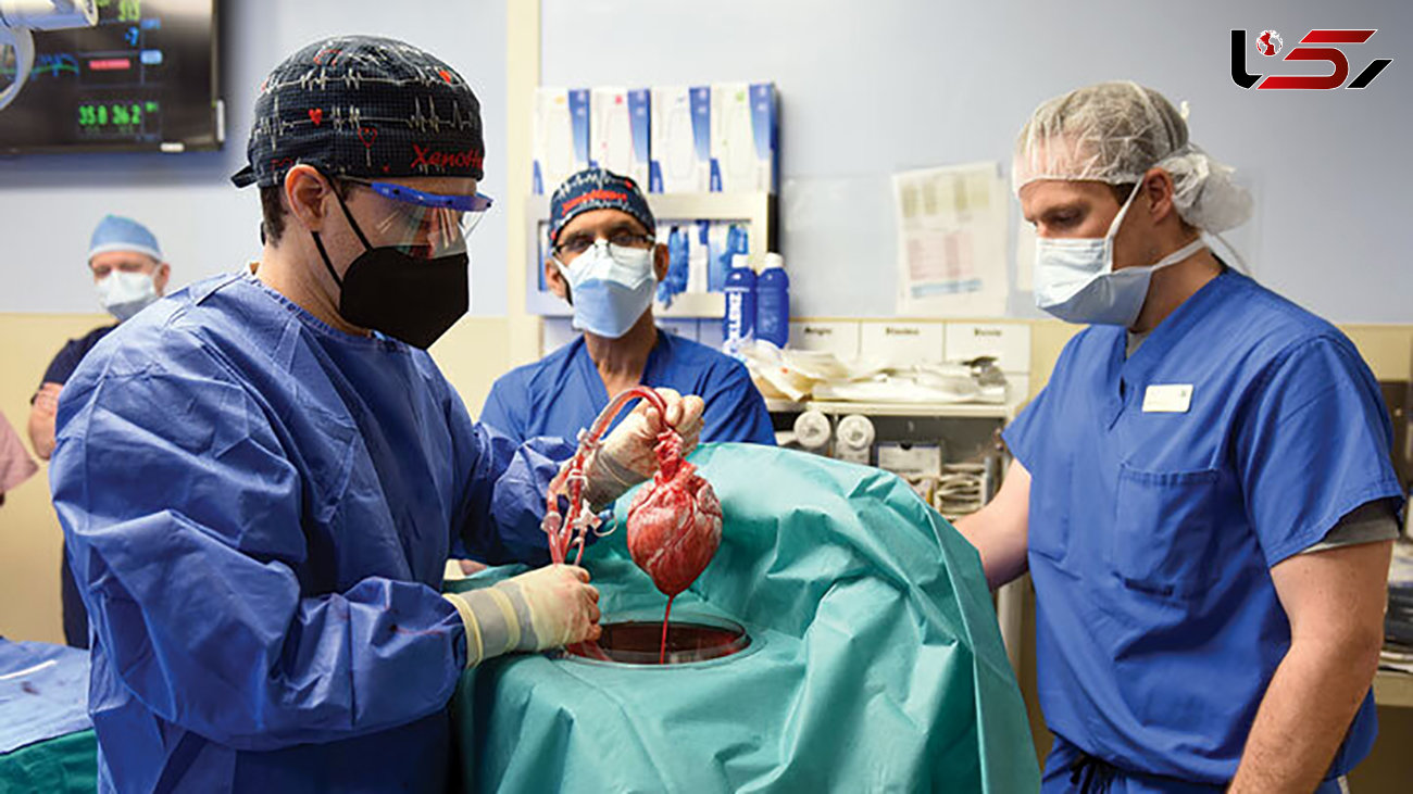 عاقبت جراحی پیوند قلب خوک به انسان + عکس