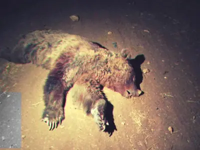 تلف شدن یک قلاده خرس قهوه ای بر اثر تصادف با پراید