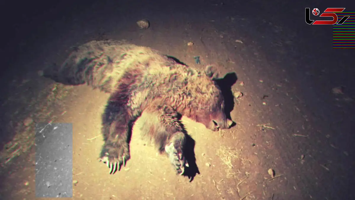 تلف شدن یک قلاده خرس قهوه ای بر اثر تصادف با پراید