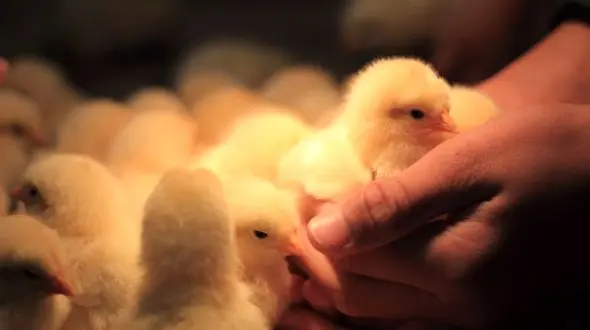 مرگ مرد هندی پس از بلعیدن جوجه‌ای زنده برای درمان ناباروری! 