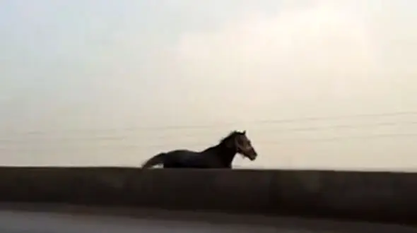 مرگ دردناک اسب سرگردان در بزرگراه  + فیلم 