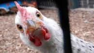 خرید مرغ زنده از فروشندگان دوره گرد ممنوع