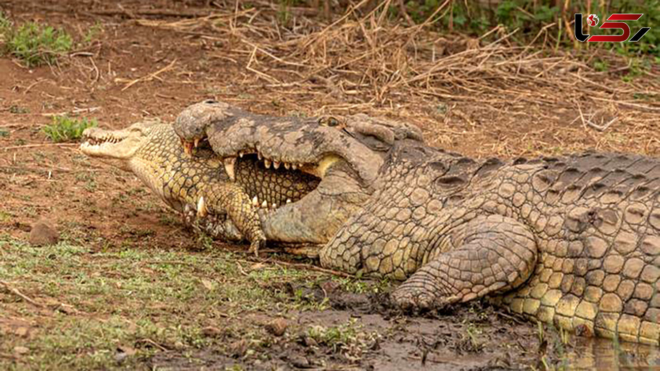لحظه  خورده شدن یک تمساح توسط تمساح بی رحم ! + عکس های منفورترین تمساح !