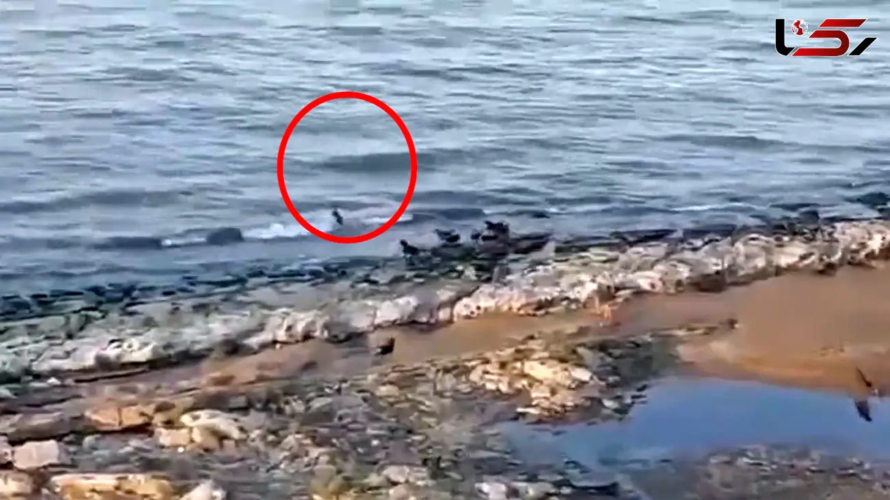 حمل حمله سگ های ولگرد به پسربچه ای کنار ساحل دریا !