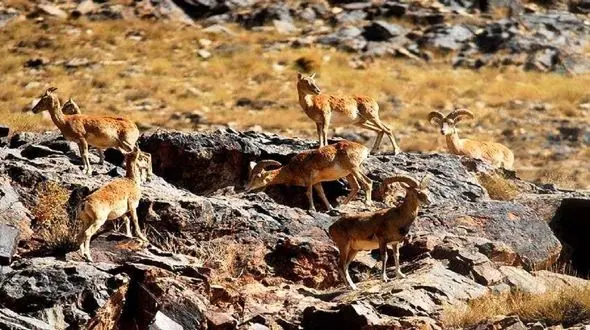 تشنگی حیات وحش خراسان جنوبی بر اثر بحران خشکسالی / حمله حیات وحش گرسنه به باغات و مزارع کشاورزی 