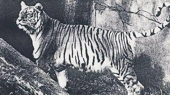 «ببر مازندران» را این آقا منقرض کرد 