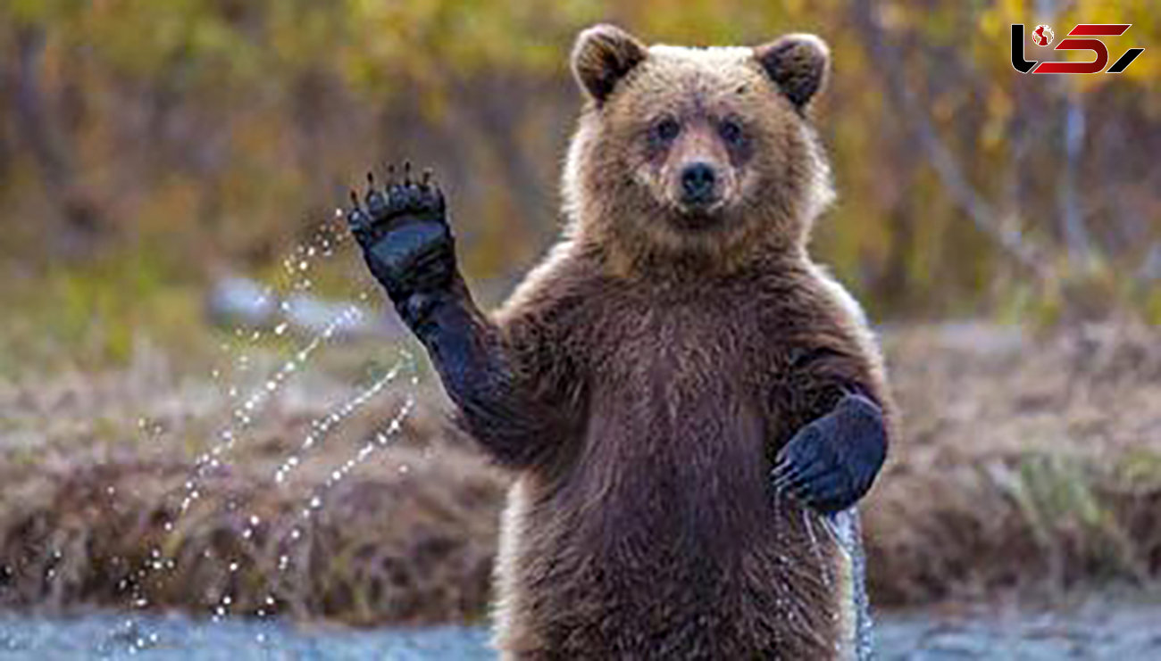 خرس وحشی  همه کالیفرنیا را به وحشت انداخت + فیلم