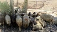 داستان تکراری قاچاق احشام در مرز دهلران / جلوی 230 راس گوسفند را گرفتند!