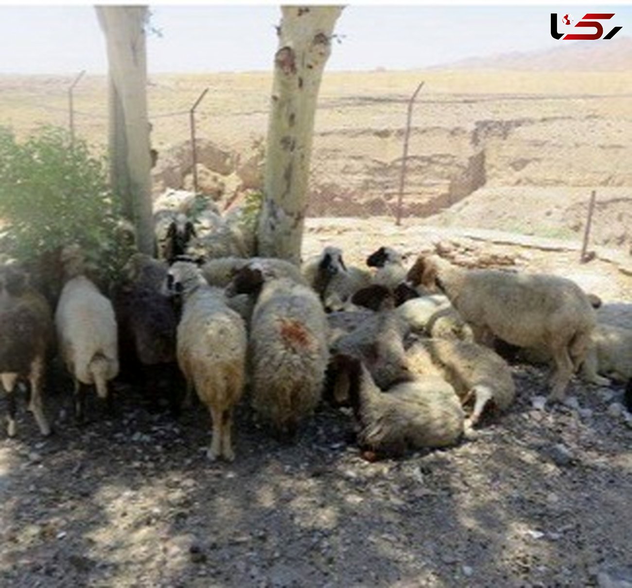 داستان تکراری قاچاق احشام در مرز دهلران / جلوی 230 راس گوسفند را گرفتند!