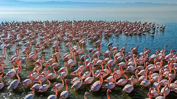 تالاب میانکاله جان گرفت