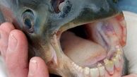 ماهی با دندان هایی شبیه به انسان کشف شد+عکس