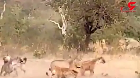 جنگ دیدنی شیرها با لشکر کفتارهای گرسنه +تصویر