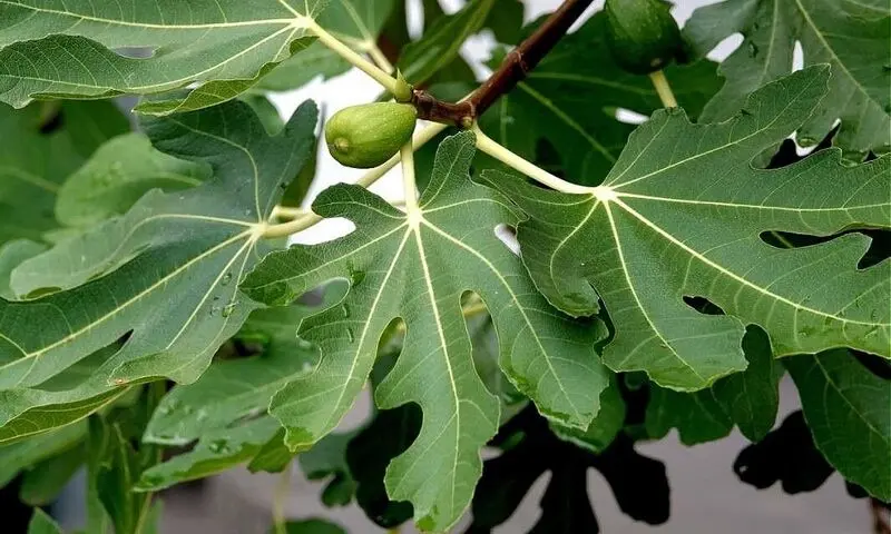 برگ انجیر