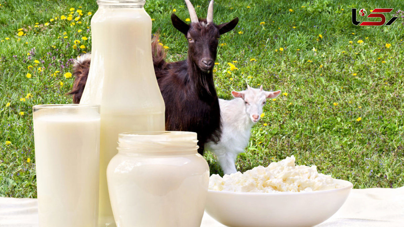 13 خاصیت فوق العاده شیر بز 