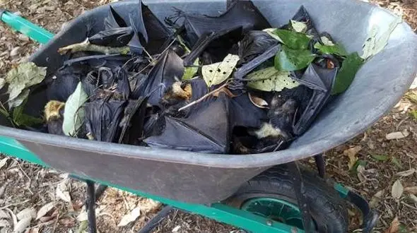 وحشت زدگی از بارش باران خفاش+ عکس