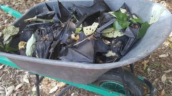 وحشت زدگی از بارش باران خفاش+ عکس