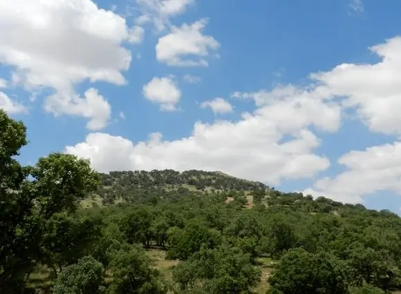 ثروت سبز ایران در دست چند استان / شکاف ۴۶۲ برابری جنگل در ایران؛ فارس غرق در سبزی، همدان در قعر جدول + آمار پوشش جنگلی