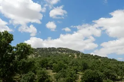 ثروت سبز ایران در دست چند استان / شکاف ۴۶۲ برابری جنگل در ایران؛ فارس غرق در سبزی، همدان در قعر جدول + آمار پوشش جنگلی